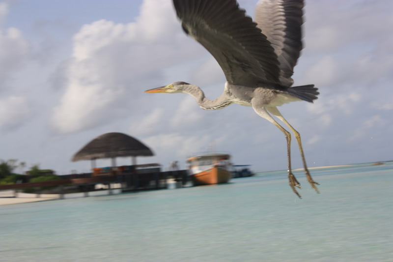 马尔代夫Medhufushi&Anantara双岛游10