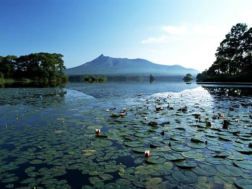 北海道 尽情绽放 色彩的海洋4