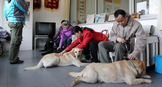 导盲犬可进地铁规定 导盲犬可进地铁规定