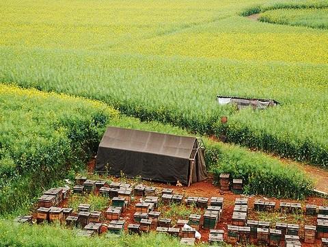又见菜花黄14