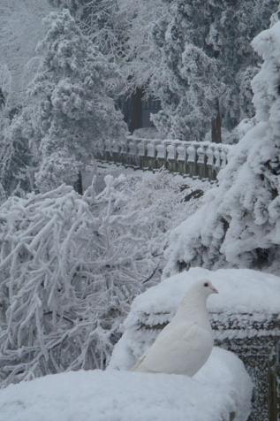 庐山、雪--迟来的回忆14