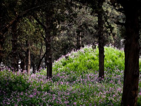坟上的花2