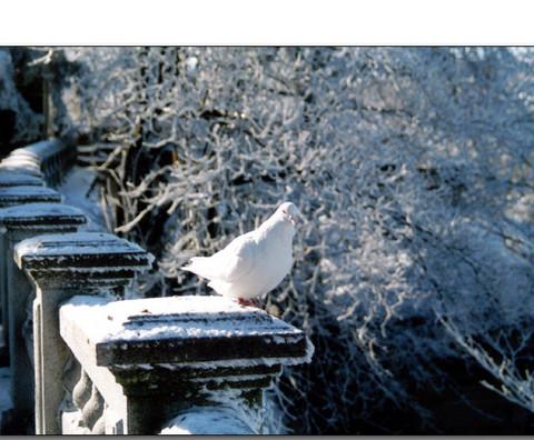 庐山、雪--迟来的回忆9