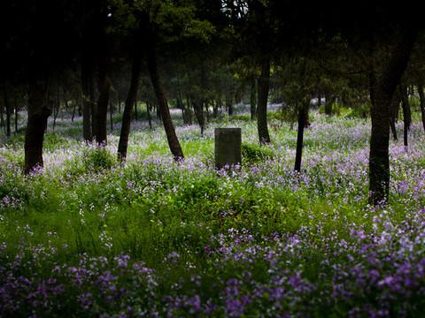 坟上的花1