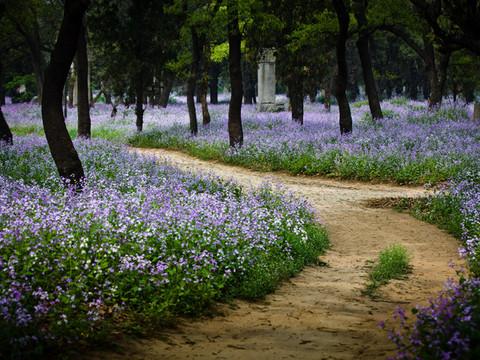 坟上的花3