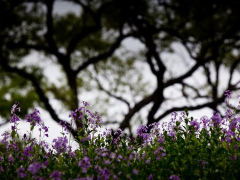 坟上的花6