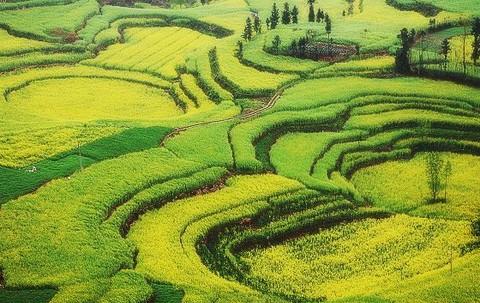 又见菜花黄1