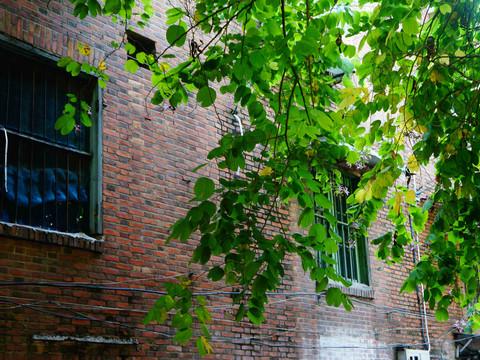 虎纠美景之“探寻老洋房，寻找小清新”33