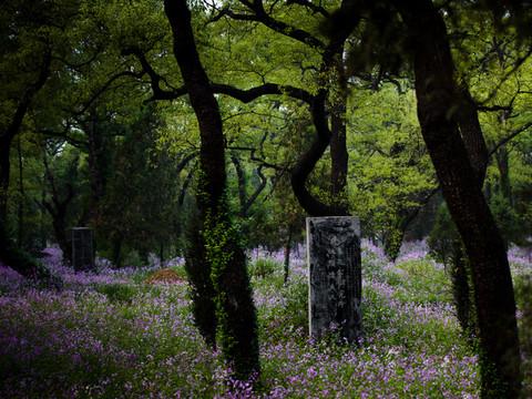 坟上的花4