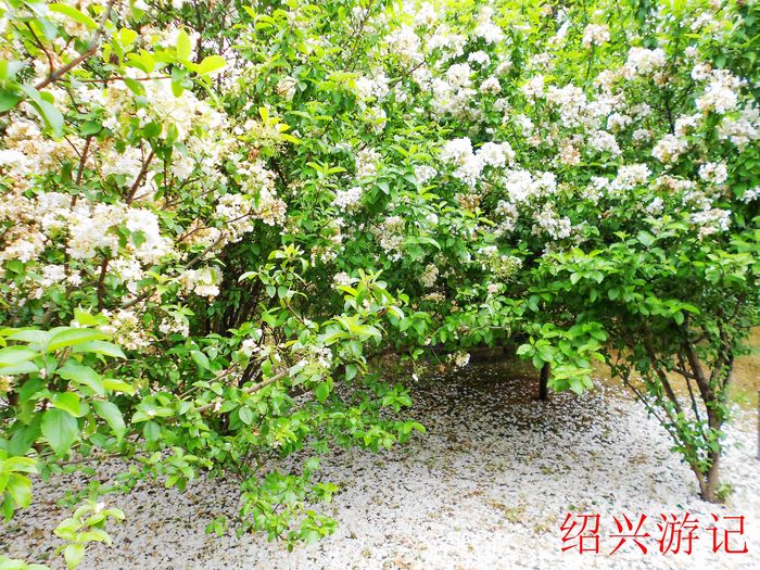 绍兴大香林风景区12
