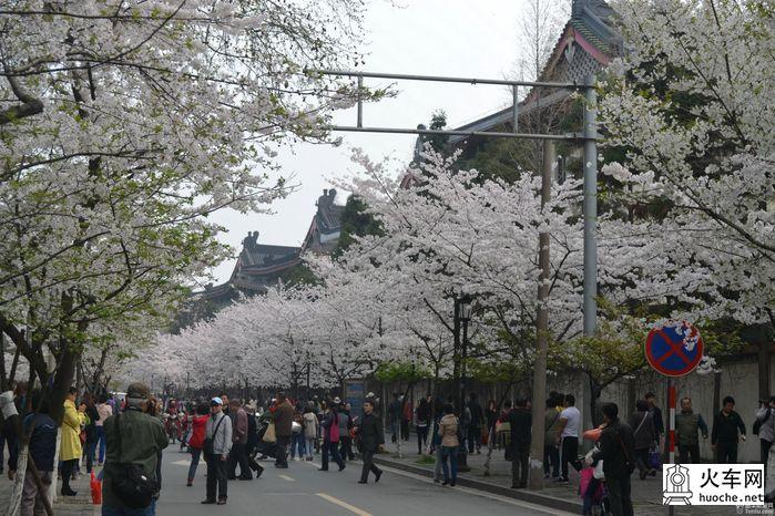 【鸡鸣寺樱花大道旅游攻略】樱花树下痴迷的拍客们5