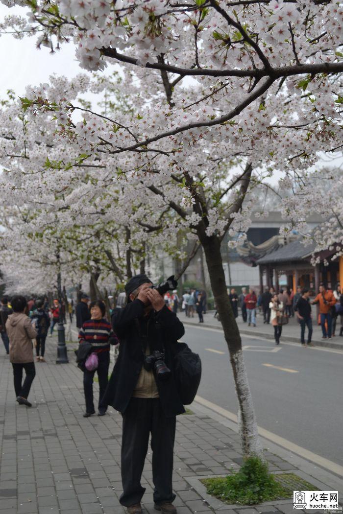 【鸡鸣寺樱花大道旅游攻略】樱花树下痴迷的拍客们39