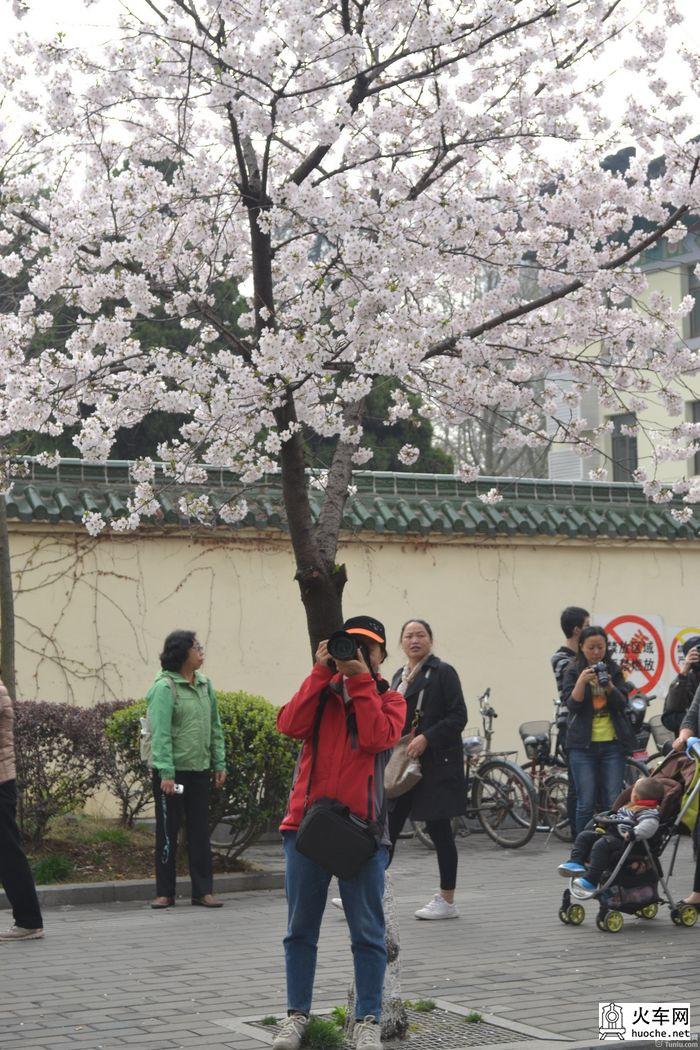 【鸡鸣寺樱花大道旅游攻略】樱花树下痴迷的拍客们36