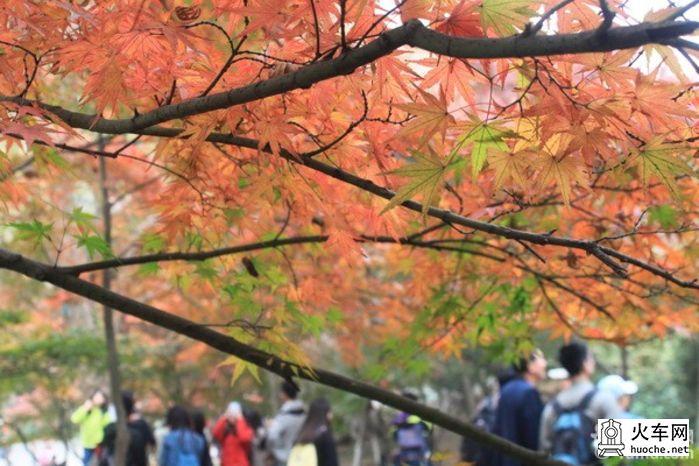 南京栖霞山赏秋3