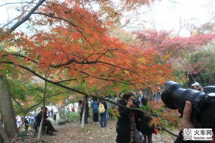南京栖霞山赏秋4