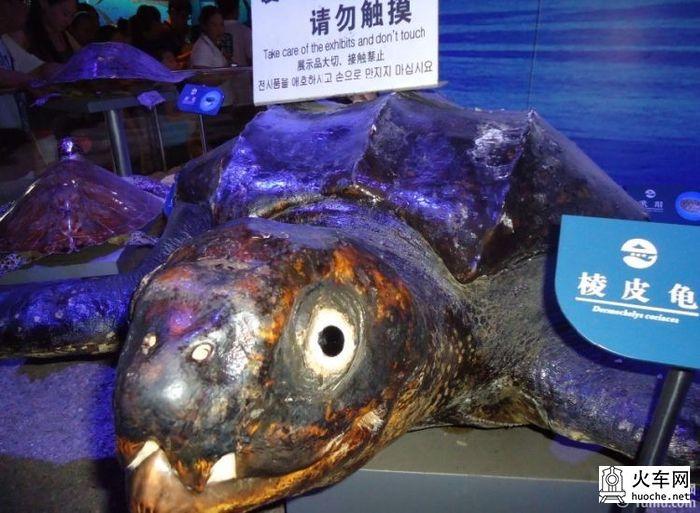 [美丽的青岛]青岛海滨亲子游26